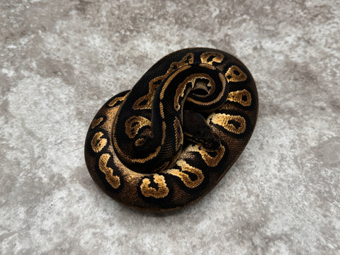 Super Black Head Pastel Yellow Belly Het Desert Ghost