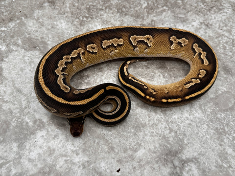 Super Black Head Mojave Yellow Belly Het Desert Ghost