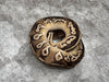 Black Head Pastel Mojave Het Desert Ghost