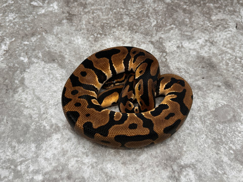 Leopard Orange Dream Het Desert Ghost Het Clown 50% Het Pied
