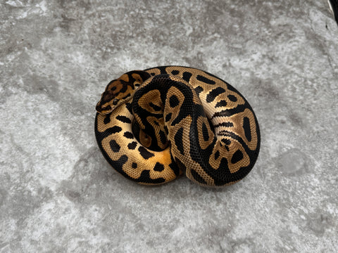 Leopard Orange Dream Crypton Het Desert Ghost 50% Het Pied