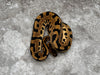 Leopard Orange Dream Het Desert Ghost Het Clown 50% Het Pied