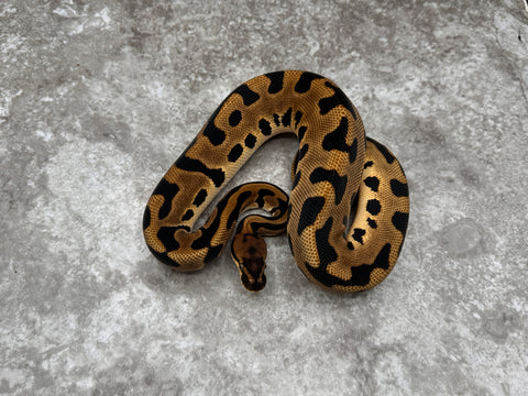Leopard Orange Dream Het Desert Ghost Het Clown 50% Het Pied