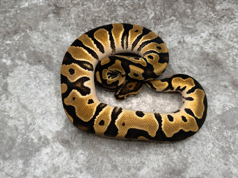 Crypton Orange Dream Het Desert Ghost 50% Het Pied