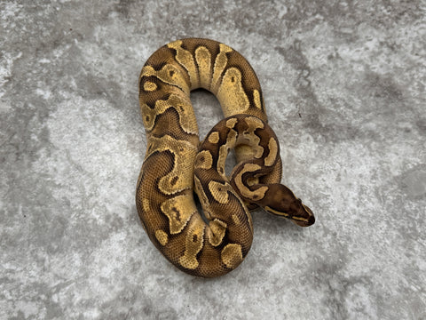 Enchi Fire Het Lavender