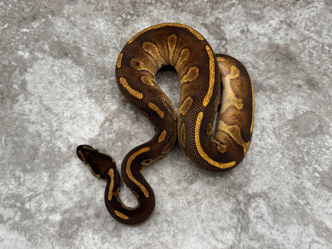 Enchi Leopard Black Head Fire Het Lavender