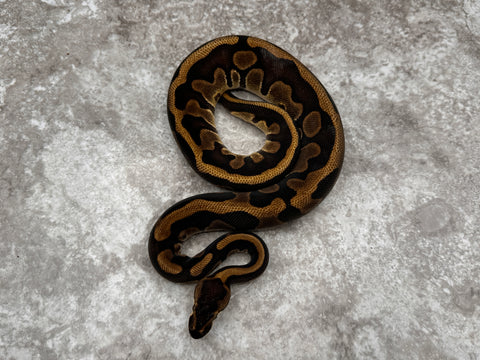 Enchi Leopard Black Head Het Lavender