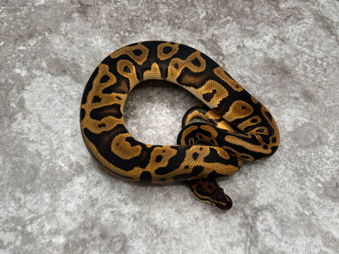 Leopard Orange Dream Het Black Axanthic
