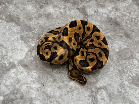 Leopard Fire Orange Dream Het Black Axanthic