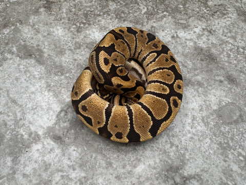 Fire Het Black Axanthic