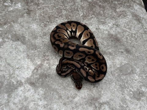 TSK Axanthic Het Desert Ghost