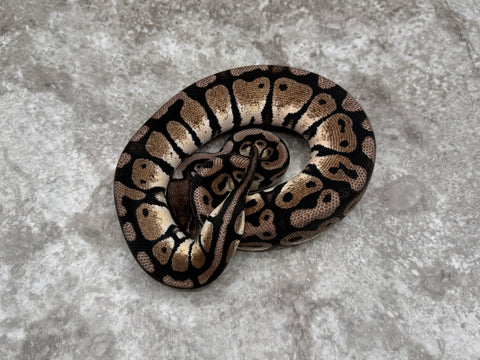 Pastel TSK Axanthic Het Desert Ghost