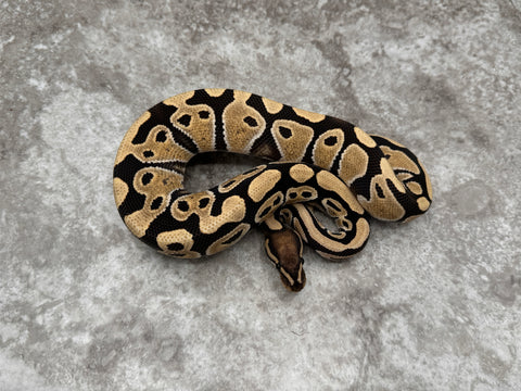 Desert Ghost Het TSK Axanthic