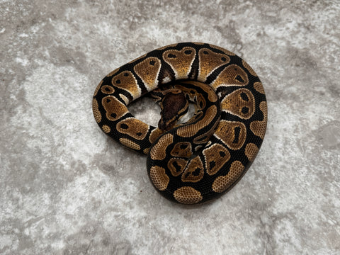 Het TSK Axanthic Het Desert Ghost