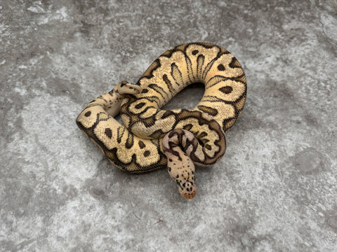 Pastel Spotnose Clown Het Hypo