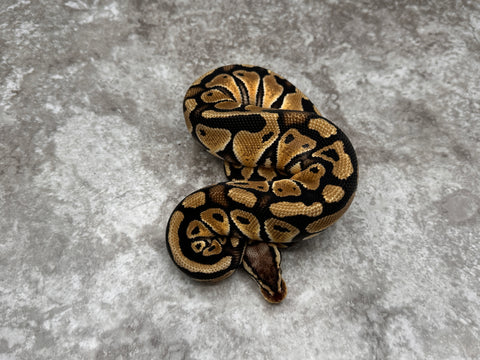 Pastel Het Clown Het Hypo