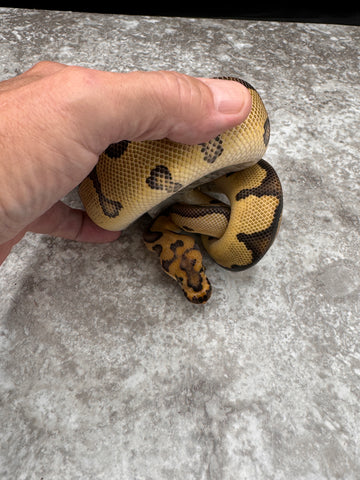 Leopard Clown Het Hypo
