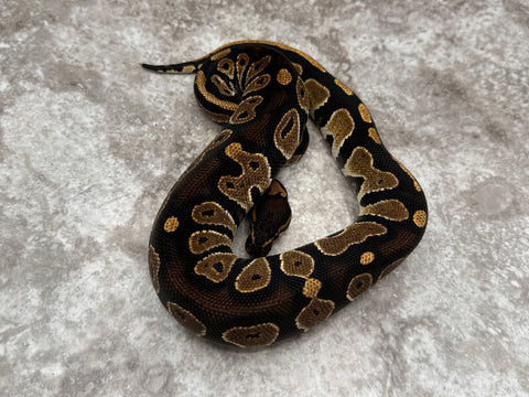 Black Head Het Clown