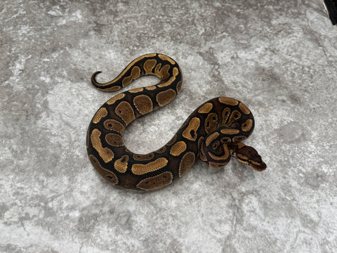 Red Stripe Het Clown