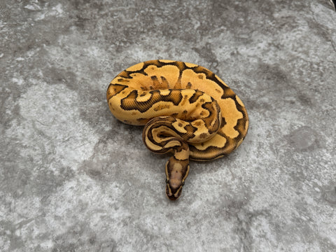 Super Vanilla Orange Dream Yellow Belly Het TSK Axanthic