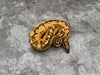 Super Vanilla Orange Dream Yellow Belly Het TSK Axanthic