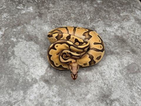 Super Vanilla Orange Dream Het TSK Axanthic