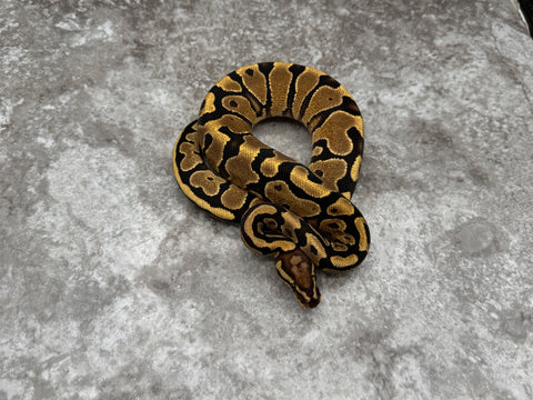 Yellow Belly Vanilla Het TSK Axanthic