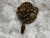Spotnose Het Clown