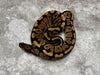 Spotnose Het Clown