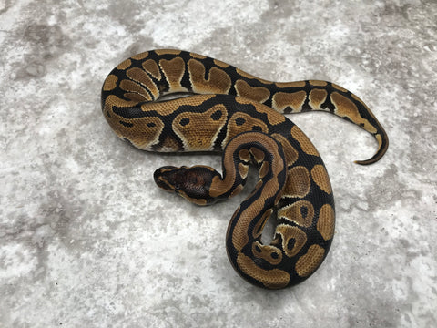 Het Desert Ghost Het TSK Axanthic Het Clown OR Cryptic