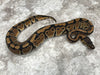 Het Desert Ghost Het TSK Axanthic Het Clown OR Cryptic