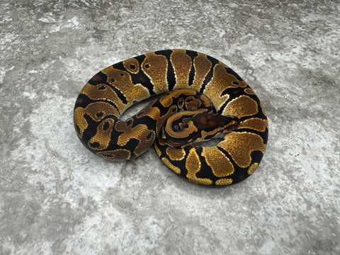 Het Pied Het Lavender 50% pos Het Clown