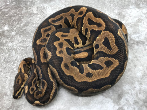 Leopard Yellow Belly Het Clown