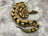 Desert Ghost 50% pos Het Clown