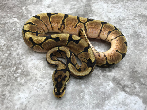 Yellow Belly Spider Het Axanthic (TSK) Het Desert Ghost