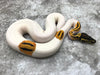 Pastel Yellow Belly Pied