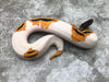 Orange Dream Yellow Belly Pied