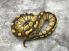 Lesser Vanilla Het TSK