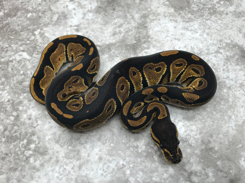 Blackhead Het Genetic Stripe pos Het Hypo