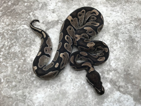 Ball Python Black Axantic Black Axanthic Ball Python