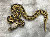 Pastel Leopard Desert Ghost Het Clown