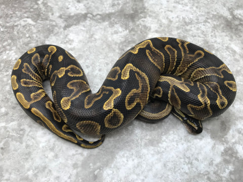 GHI Yellow Belly Het Pied