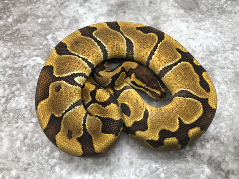 Enchi Blade Het Clown Het Lavender