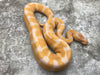 Blade Lavender Het Clown Het Pied