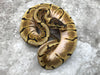 Enchi Vanilla Spider Het TSK Axanthic