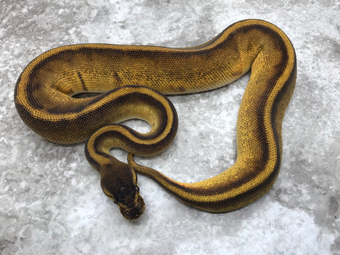 Blackhead Enchi Genetic Stripe