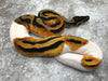 Orange Dream Pied