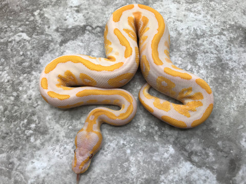 Mahogany Lavender Het Pied
