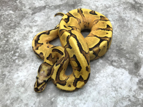 Super Vanilla Orange Dream Yellow Belly