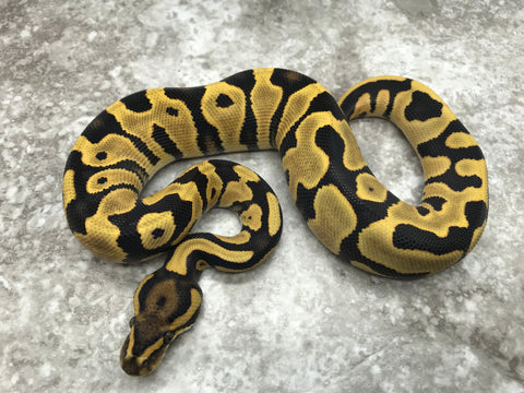 Leopard Desert Ghost